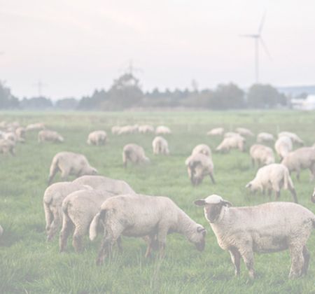 Eine Wiese mit mehreren Schafen und Windkraftanlagen im Hintergrund.